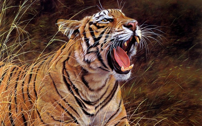 Tiger yawning in tall grass