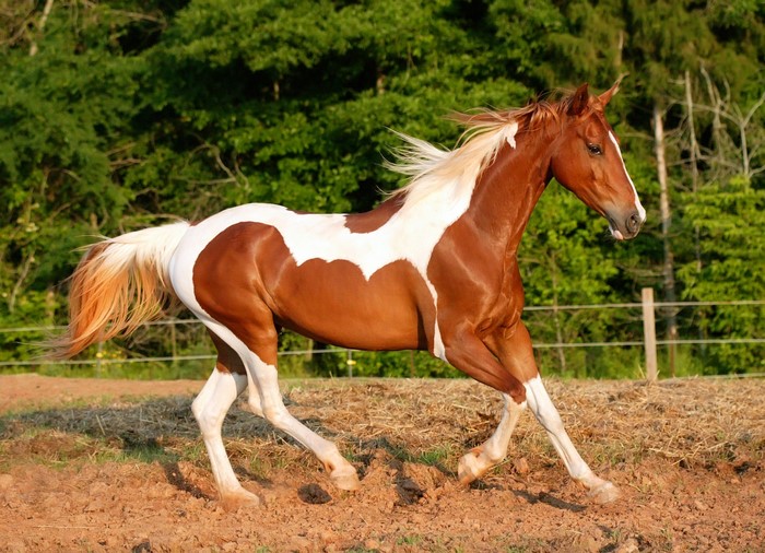 Brown and White Horse Running Among Trees