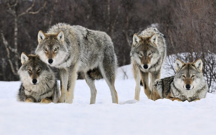 Four wolves in a snowy forest