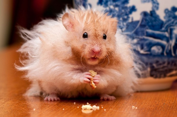 Fluffy Hamster Holding a Crumb on Wooden Table
