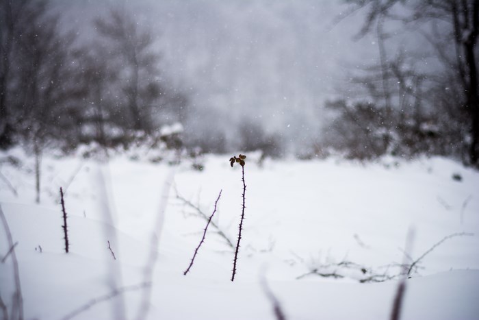 A lone thorny twig stands in the snow during winter.
