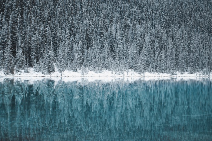 Snowy pine forest reflected in a lake