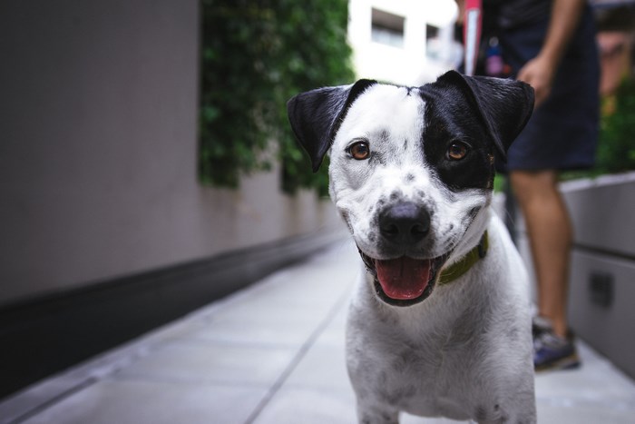 Black and white dog with tongue out in alleyway