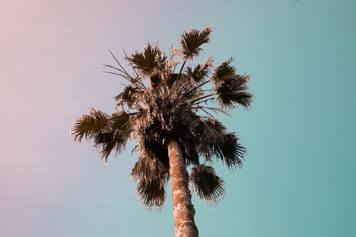 Palm tree against a gradient sky