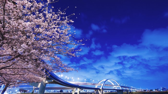 Cherry blossoms and illuminated bridge in Japan at night