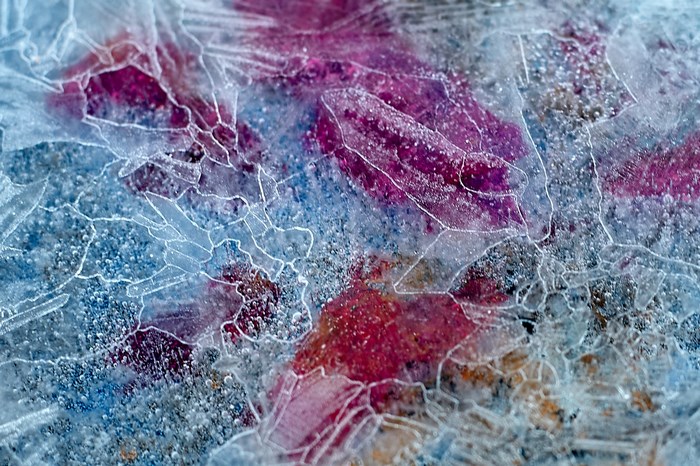 Close-up of ice with purple and red colors