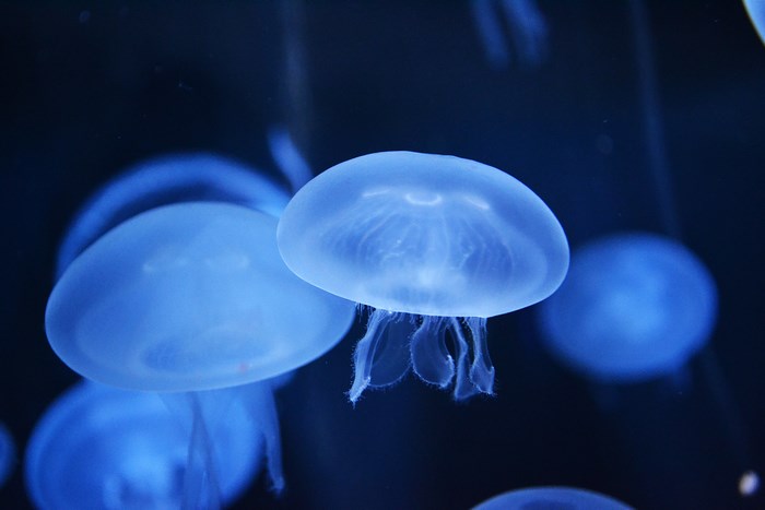 Blue jellyfish in dark water