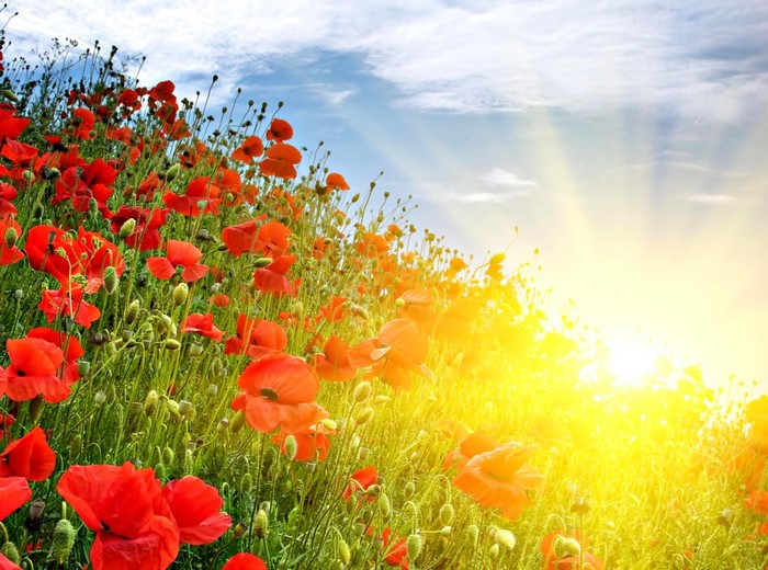 Sunlit Meadow of Vibrant Red Poppies in Summer