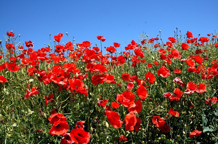 Field of red poppies under a clear blue sky