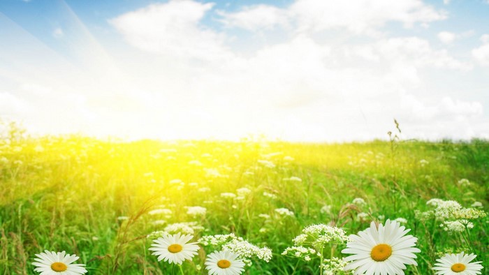 Field of Daisies Under a Sunny Sky