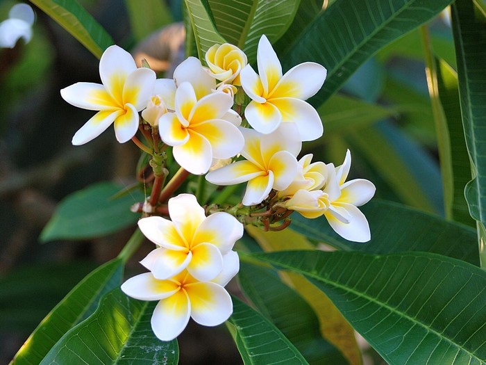 White and yellow Plumeria flowers with green leaves