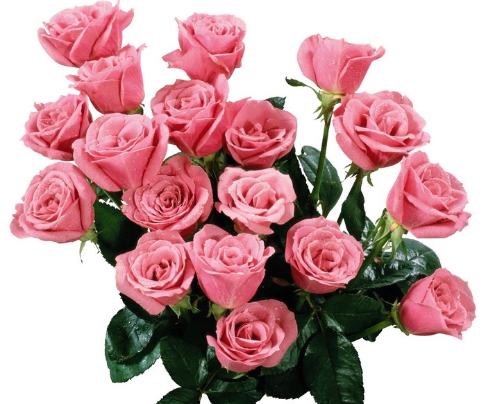 Bouquet of pink roses with water droplets