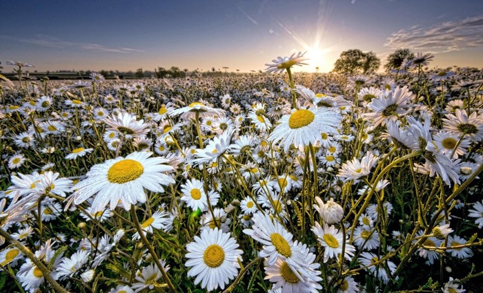 Field of daisies at sunrise