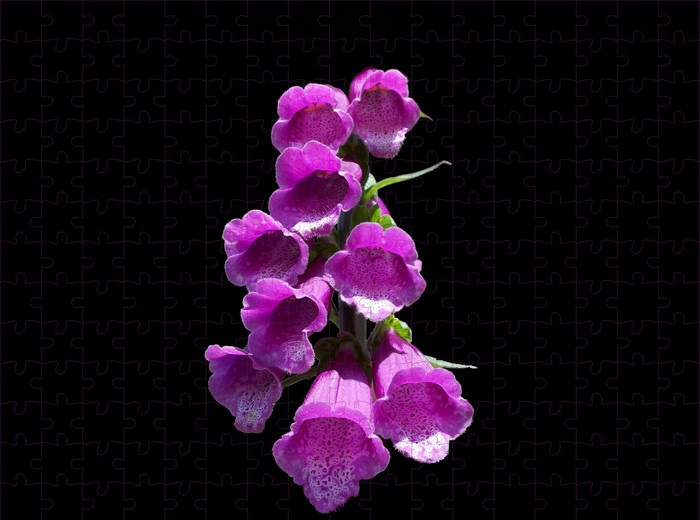 Purple Foxglove Flowers on Black Background Puzzle
