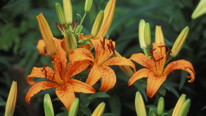 Orange lilies with buds and green foliage