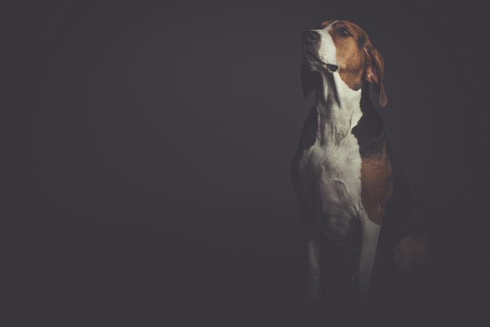 A regal dog sits in moody lighting