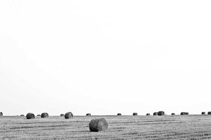 Hay bales scattered across a vast agricultural field under a bright sky.