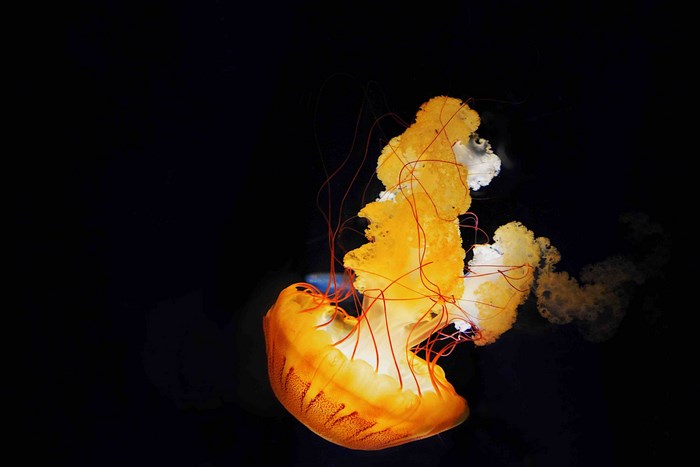 Orange jellyfish with long tentacles in dark water