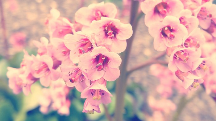Pink flowers on a branch