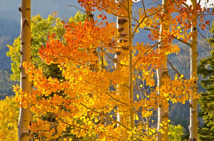 Aspen trees with golden and orange leaves in autumn