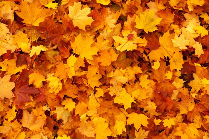 A carpet of fallen autumn maple leaves