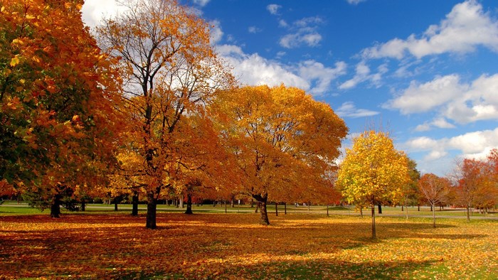 Autumn park with colorful trees and fallen leaves