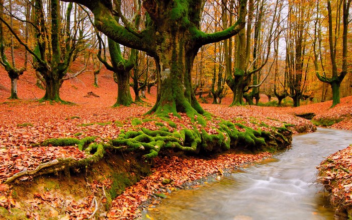 Autumn forest with stream and mossy trees
