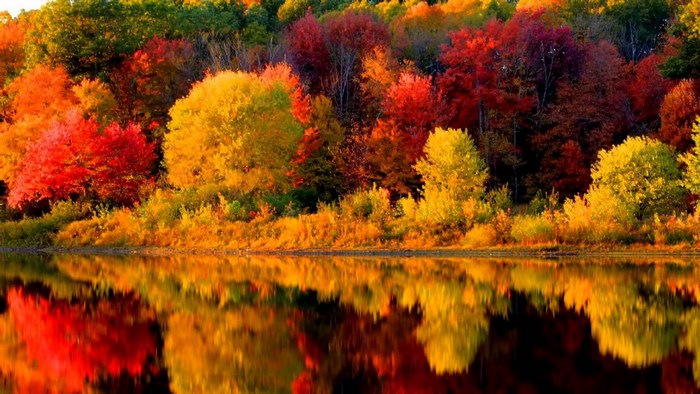 Autumn forest reflected in water