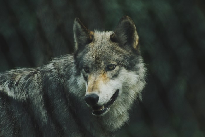Close-Up of a Gray Wolf in the Wild
