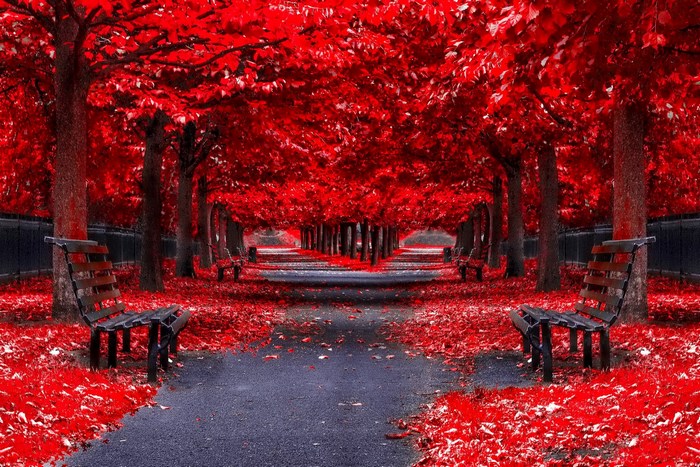 Park pathway lined with red trees and benches