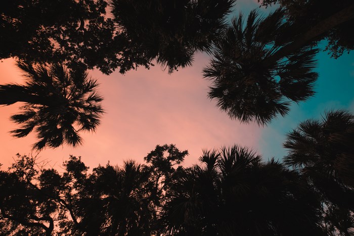 Silhouette of palm trees against a sunset sky
