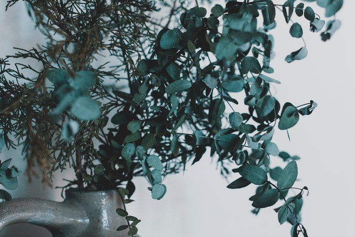 Eucalyptus and cedar branches in a ceramic jug