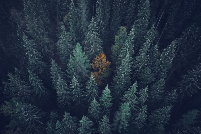 Aerial view of a forest with a single orange tree