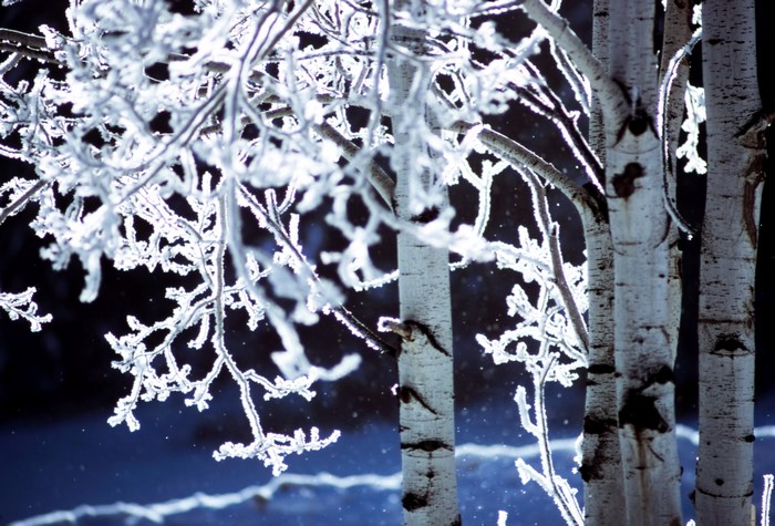 Aspen trees covered in frost in winter