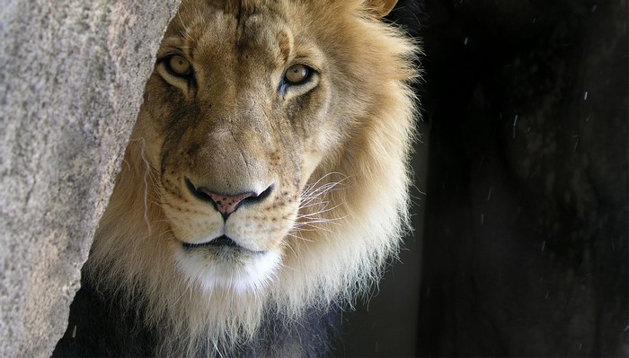 Lion peeking from behind a rock