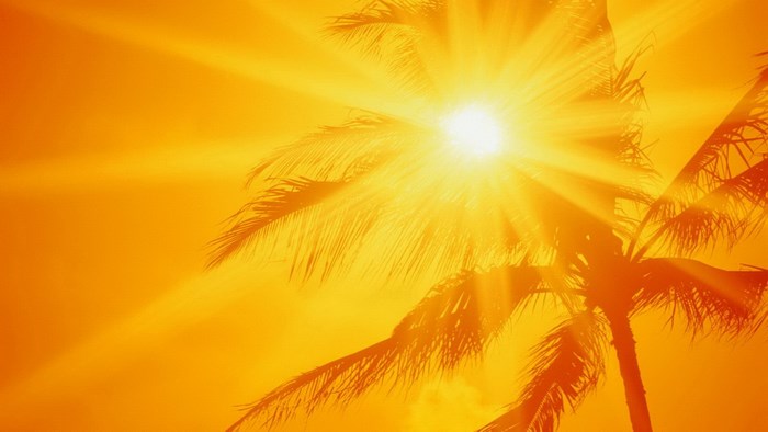 Bright Sun Shining Through Palm Tree Leaves