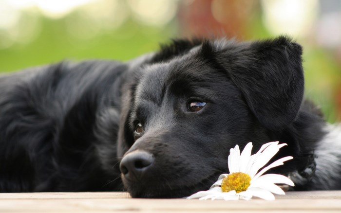Black puppy lying down with a daisy