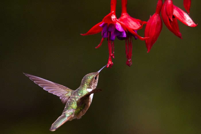 Hummingbird feeding on red and purple fuchsia flowers