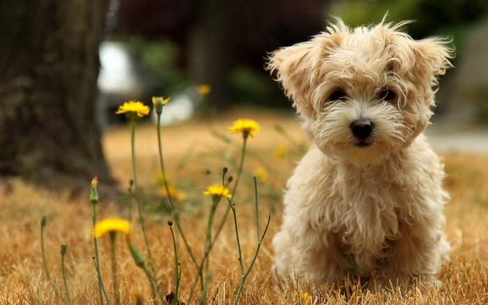 Cute fluffy puppy sitting in grass with yellow flowers