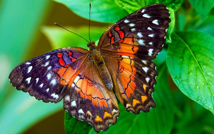 Butterfly with colorful wings on green leaves