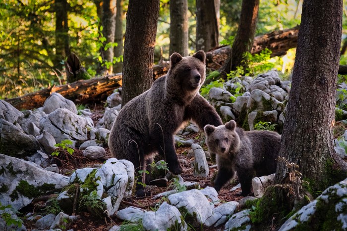 Mother and cub bear in a forest in Slovenia
