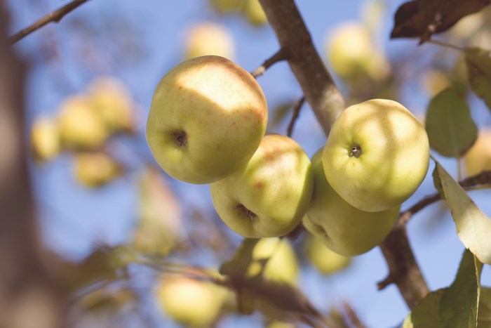 Apples on a tree branch in autumn