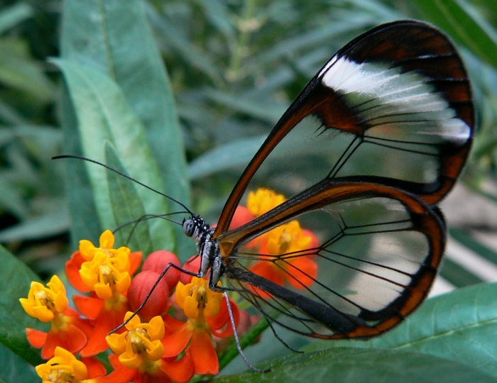 Glasswing butterfly on orange and yellow flowers