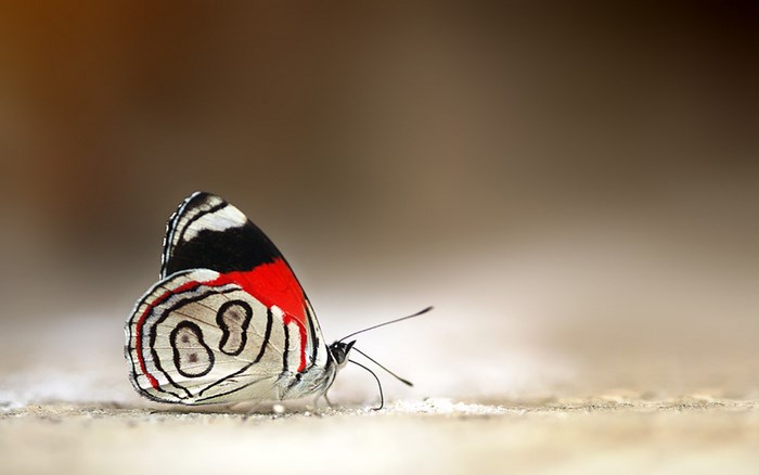 Close-up of a colorful butterfly on a textured surface