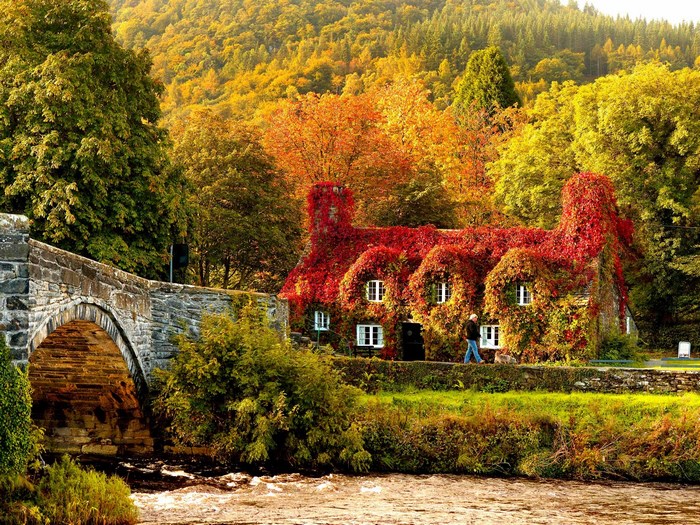 Stone bridge and house covered in red ivy during autumn