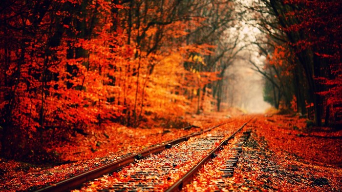 Train tracks in autumn forest with orange leaves
