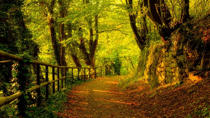 Autumn forest path with wooden fence and stone wall