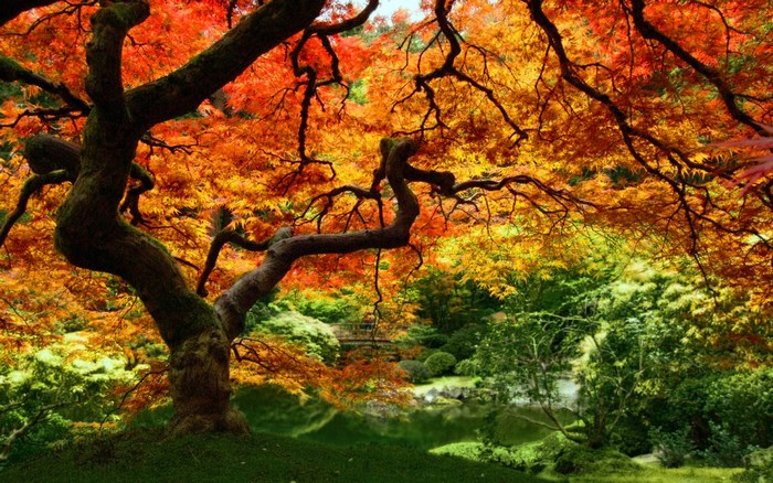 Autumn Japanese Maple Tree in Garden