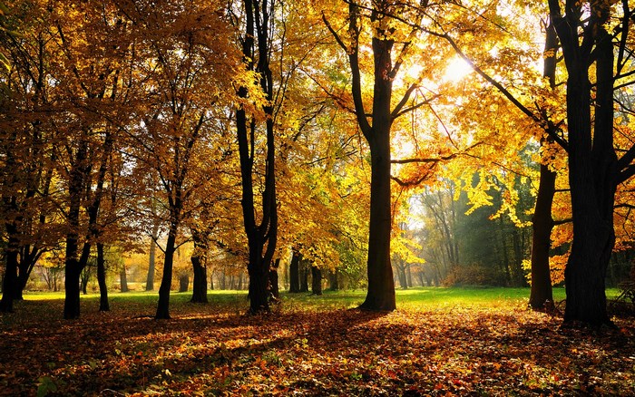 Autumn forest with sunbeams and fallen leaves