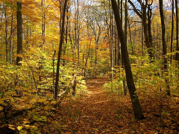 Forest path in autumn with yellow leaves